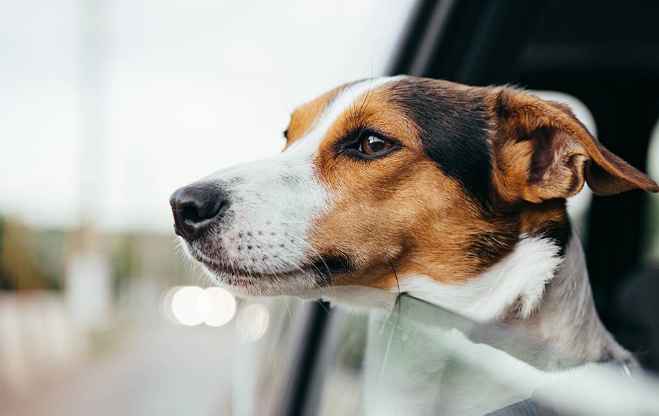 Dogs In The Car: How Hot Is Too Hot? - Quick-set Auto Glass