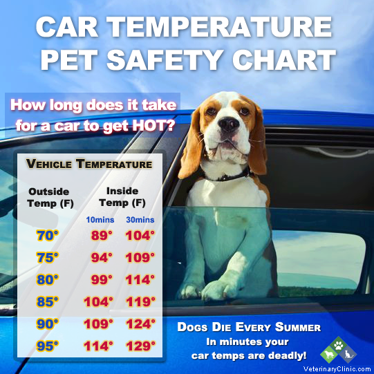 Dogs In The Car How Hot Is Too Hot? QuickSet Auto Glass