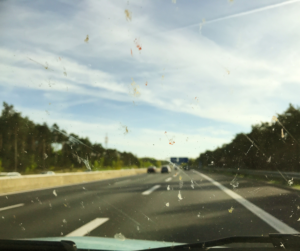 Bug Splatter on Windshield