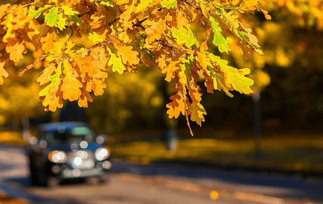 5 of the Best Places to View Leaves this Fall